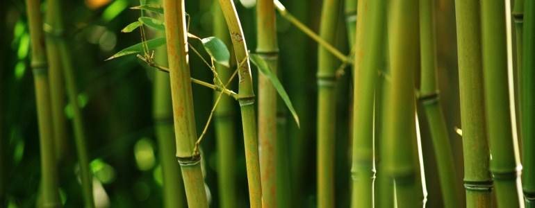 Bambus - Detox-Pflaster - die “Fußsohlen”-Kur zum Entgiften?