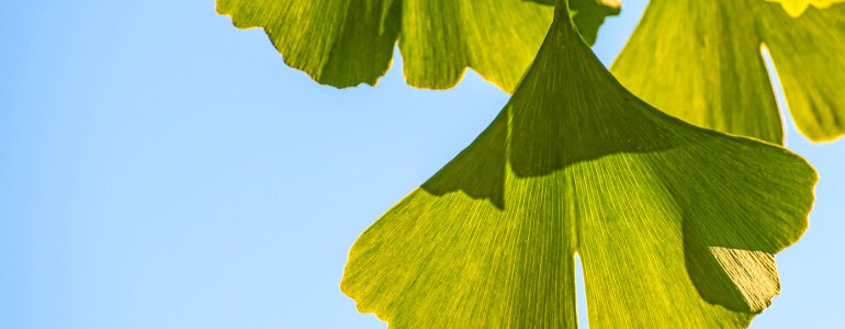 Ginkgo Blatt - Ginkgo - mit dem Extrakt des Wunderbaums zu mehr Gedächtnisleistung