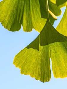Ginkgo biloba - Ginkgo - mit dem Extrakt des Wunderbaums zu mehr Gedächtnisleistung