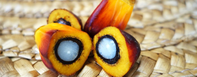 Palmoel - Palmöl - das umstrittenste aller Pflanzenöle