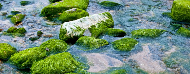 chlorella algen - Chlorella – Eine kleine Alge gegen Deine Körpergifte