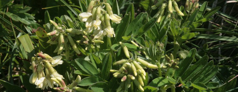 tragant - Tragant (Astragalus) – Ein immunstärkendes Allergiemittel